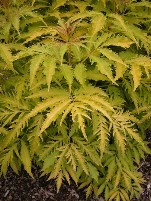 Gulbladet fjærhyll (Sambucus racemosa 'Plumosa Aurea')